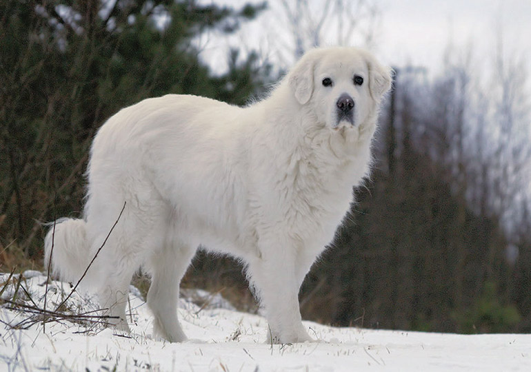 A Tatra Shepherd dog